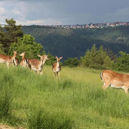 In Apartamento Schiltach